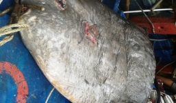 Bắt được cá mặt trăng cực hiếm nặng 120kg