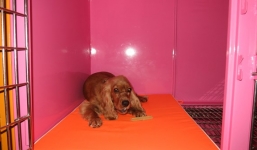 Đại gia Sài Thành, gần 1 triệu đô xây khách sạn 5 sao chó mèo