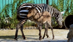 Du khách 'phát sốt' với chú ngựa vằn lai lừa độc đáo