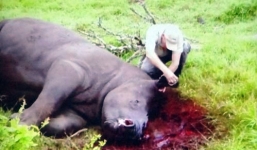 Sừng tê giác và nỗi xấu hổ của người Việt