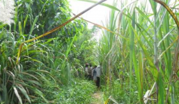 Đưa bé gái lên rẫy, trói tay rồi giở trò đồi bại 15 lần