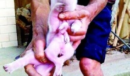 Xuất hiện lợn quái thai 8 chân tại Trung Quốc