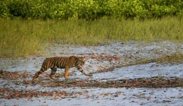 Chồng bất lực nhìn cọp vồ, tha vợ vào rừng