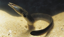 'Lão lươn' già nhất thế giới qua đời