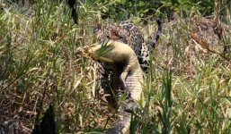 Cận cảnh báo đốm một mắt thủ tiêu cá sấu đầm lầy