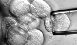 Phát hiện vụ môi giới mua bán trứng phụ nữ