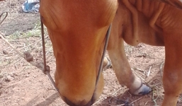 Sự thật về “bò thần” chữa bách bệnh, biết giận dỗi như người (?!)