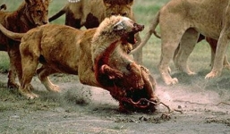 Đụng độ đẫm máu giữa linh cẩu và sư tử giành con mồi