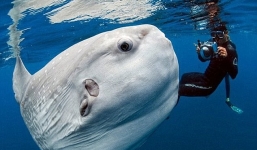 Phát hiện 'quái vật biển' kỳ dị nhất thế giới dạt vào bờ