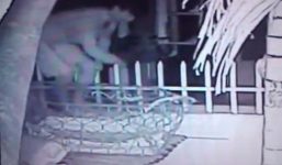 Bị bắt vì trộm 21 con gà, treo cổ tự tử tại đồn công an