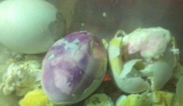 Trứng gà luộc chuyển sang màu tím nghi là trứng giả Trung Quốc