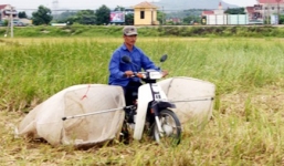 Dùng xe máy vợt châu chấu, kiếm bạc triệu mỗi đêm