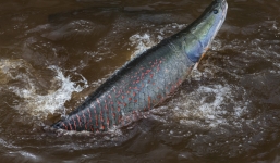 “Thủy quái” khổng lồ trên sông Amazon sắp bị tuyệt chủng