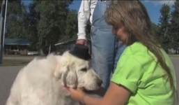 Chú chó 'đắc cử' chức thị trưởng tại Mỹ