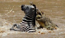 Cá sấu xơi tái ngựa vằn dưới khúc sông tử thần