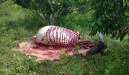 Trâu bị trộm xẻ thịt ngay tại vườn làm nhiều người phẫn nộ