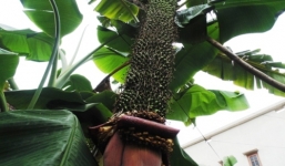 Kỳ lạ buồng chuối 202 nải “đẻ” 2 nải mỗi ngày