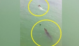Đi bơi bị cá sấu rượt suýt chết