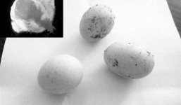 Ngâm hóa chất để biến trứng công nghiệp thành gà ta