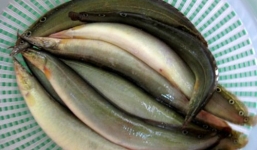 'Thần dược' từ cá trạch cho quý ông yếu sinh lý