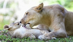 Sư tử mẹ quên mình cứu sư tử con