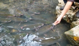 Ba đàn cá thần, dân không dám ăn thịt ở Thanh Hóa