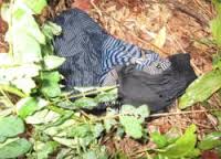 Bản tin 113 – ngày 17/8: Phát hiện xác người lìa đầu trong rừng phòng hộ…