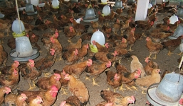 Sốc: Đấu nhầm điện giết chết 5.400 con gà ở Hải Dương