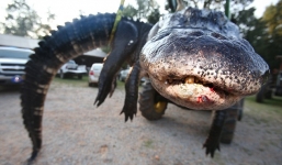 Cá sấu khổng lồ gần nửa tấn bị bắn hạ