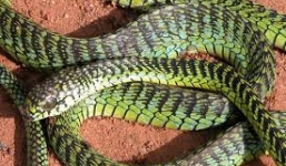 Tận mục loài rắn xanh Boomslang cắn người...tiểu ra máu