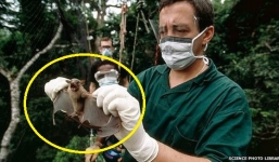 Động vật là nguyên nhân bùng phát Ebola