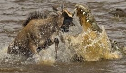 Xem cá sấu đớp gọn linh dương ngay tên mặt đầm