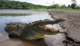 Vợ hãi hùng chứng kiến chồng bị cá sấu ăn thịt