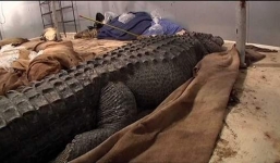 Cụ bà 71 tuổi săn cá sấu, bắn súng như phim hành động