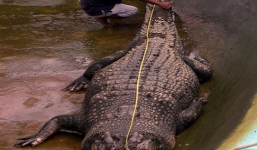 Vợ bất lực nhìn cá sấu nuốt chửng chồng