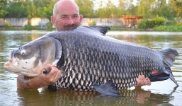Cận cảnh cá chép lớn nhất thế giới bị tóm gọn