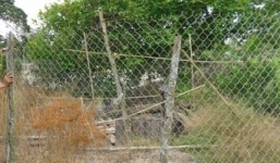 Đổ xô xin đào tìm vàng ở “kho báu” 1.500 kg vàng