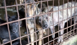 Phỏng vấn 2 thanh niên đã trộm 4.000 con chó