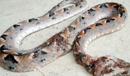 Rắn độc bò lên giường cắn người tử vong