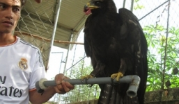 Chim đại bàng đến nhà, có người trả 5 nghìn USD không bán