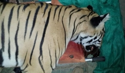 Hổ ăn thịt 7 người bị kiểm lâm bắn hạ