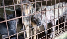 Xem clip  'nhồi cọc bê tông' với chó, nhiều người đã khóc