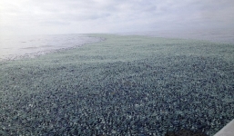 Hàng tỷ sinh vật lạ trong suốt phủ kín bờ biển Mỹ