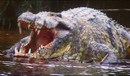 Việt Kiều Úc bị cá sấu ăn thịt khi đi câu