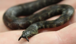 Cận cảnh rắn mọc râu cực độc được phát hiện ở Việt Nam