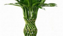 Tại sao nên trồng cây Phất Dụ trong nhà?