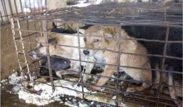 Clip chó bị đánh đập nhồi ăn tàn bạo trước khi bị bán giết thịt