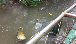 Việt kiều bị cá sấu cắn chết khi đi câu