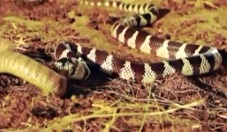 Mãng xà cực độc bò vào nhà bị chủ cắn chết ngay trên giường ngủ