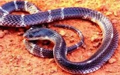 Mãng xà cực độc bò vào nhà bị chủ cắn chết ngay trên giường ngủ